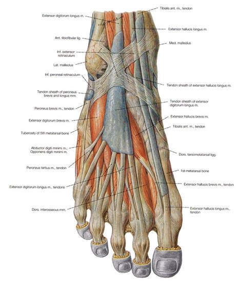 Pin on Anatomia y musculación