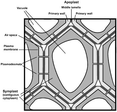 Plant Cell Wall Basics