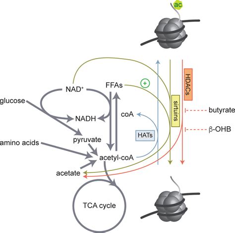 Regulation of histone acetylation by metabolites. HAT enzymes use ...