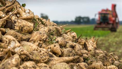 Sugar beet yields rise 4% after longest European harvest - Farmers Weekly