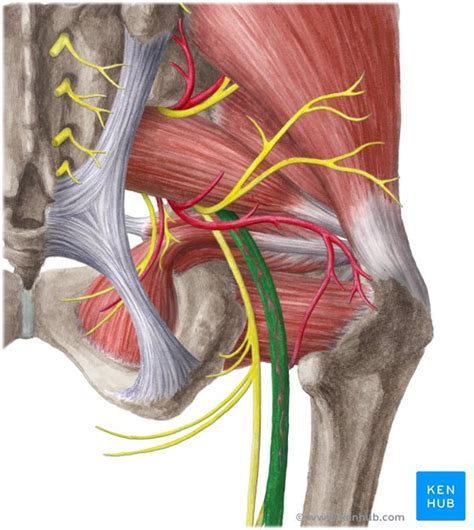 Sciatic nerve: Anatomy, roots, and pain | Kenhub