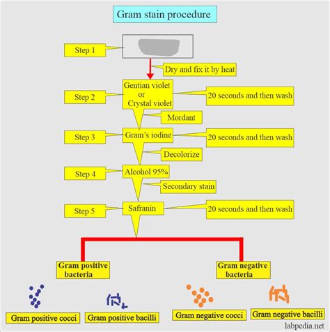 Gram Stain and Gram stain procedure - Labpedia.net