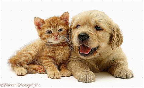 Cute Puppies Kittens Hd Wallpaper | Best HD Wallpapers