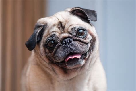 70 Pug Names: Pug-Squisite, Pug-Tastic and Pug-Tiful Names For A Pug ...