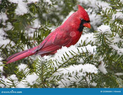 Cardinal On Snowy Branch Stock Images - Image: 23286684