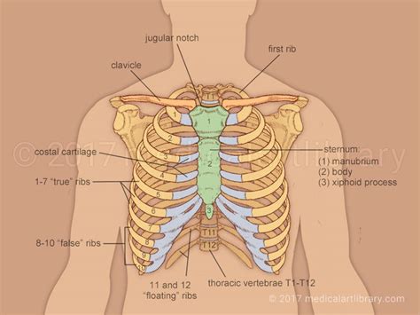 Anatomy Diagram Rib Area : Anatomy Of Ribs Anatomy Drawing Diagram : We ...