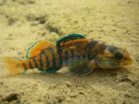 Etheostoma caeruleum | rainbow darter - adult male in breedi… | Flickr