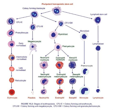 Erythropoiesis - Physiology Notes | PDF, PPT Slides