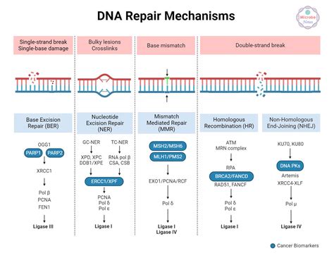 DNA Damage and DNA Repair: Types and Mechanism