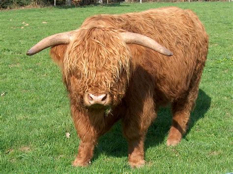 File:Cow highland cattle.jpg - Wikipedia