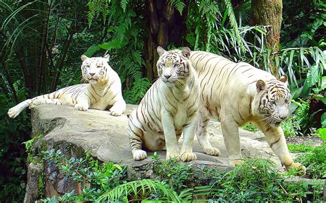 White Tiger Habitat Map