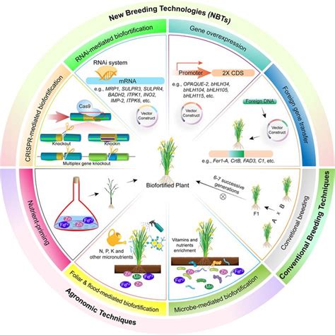 CRISPR-Cas system mediated targeted genome editing for biofortification ...