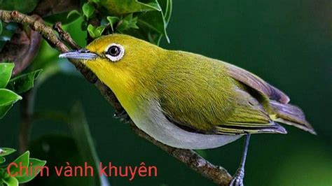 CHIM VÀNH KHUYÊN – Chim Cảnh A Lầu