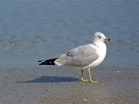 Seagull On The Beach Photograph by Patricia Taylor