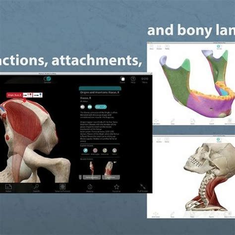 Stream Visible Body 3d Human Anatomy Atlas For Pc Crackedl by Maria ...