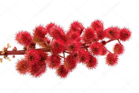 Castor-oil plant flowers — Stock Photo © jianghongyan #16802715