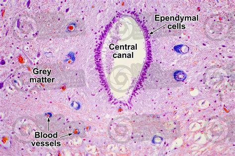 Mammal. Spinal cord. Transverse section. 250X - Spinal cord - Mammals ...