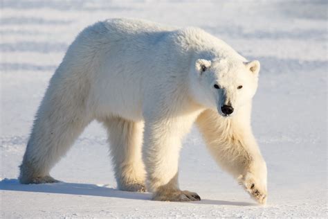 Polar Bear Image, Animal Polar Bear, #2535