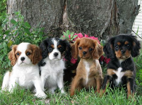 Cavalier King Charles Spaniel Puppies | Puppies Dog Breed Information ...