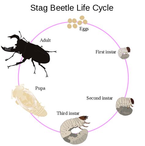 File:Life cycle of stag beetle.svg - Wikimedia Commons