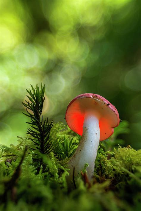 Glowing mushroom in the green forest Photograph by Raul Cole - Fine Art ...