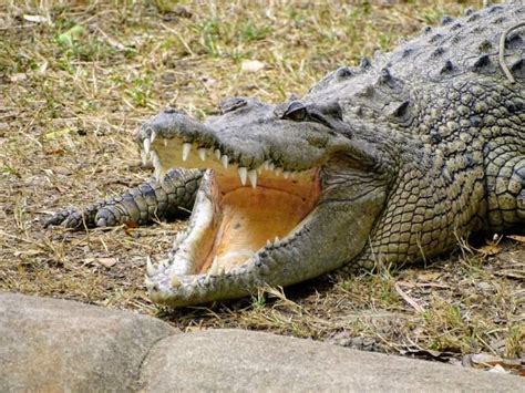 Crocodile Mouth Open Stock Photos, Pictures & Royalty-Free Images - iStock