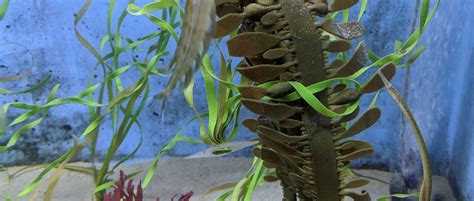 Pipefish Tank - Roundhouse Aquarium Teaching Center - Manhattan Beach ...