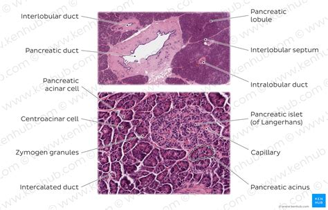 Pancreas histology: Exocrine & endocrine parts, function | Kenhub