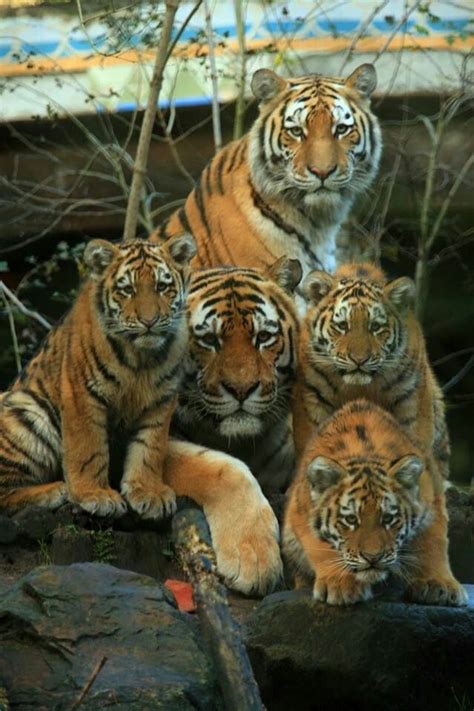 √ Real Tiger Pictures