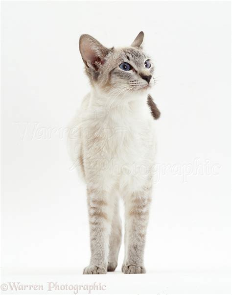 Lilac-point Siamese cat photo WP10911