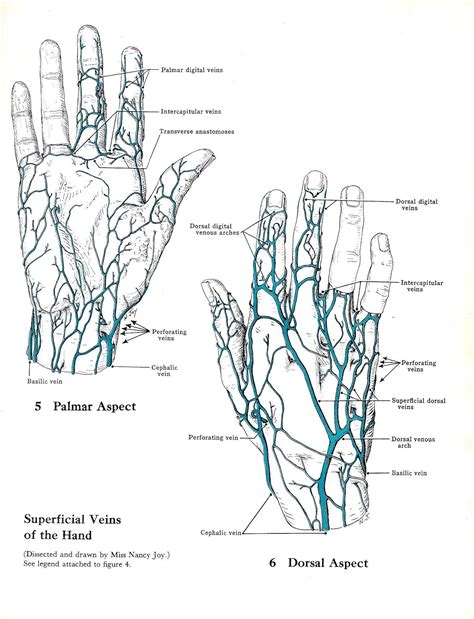 Superficial Veins of the Hand & Cutaneous Nerves of the Upper - Etsy ...