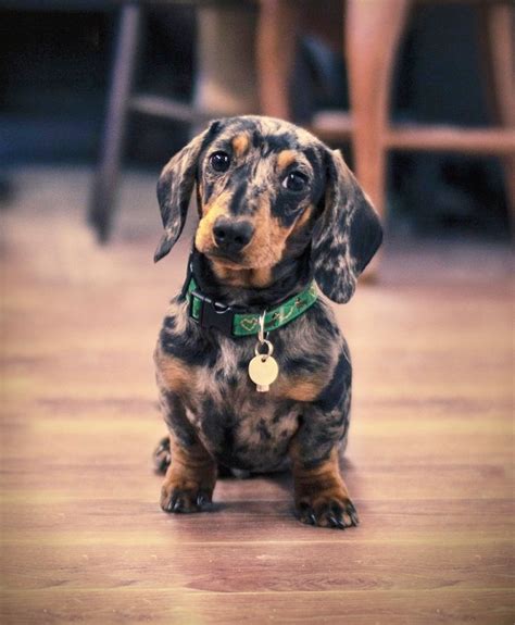 Love the blue merle Dachshund | Loyal dog breeds, Puppies, Dapple dachshund