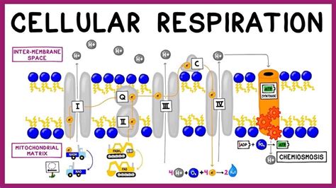 Anaerobic Respiration Electron Transport Chain