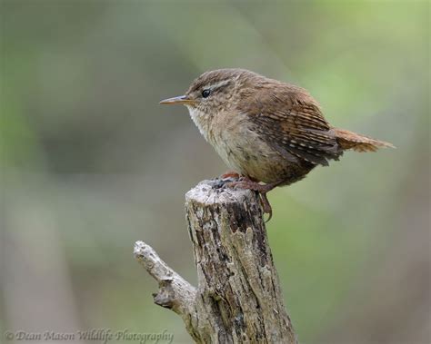 Jenny wren bird - groupsfas