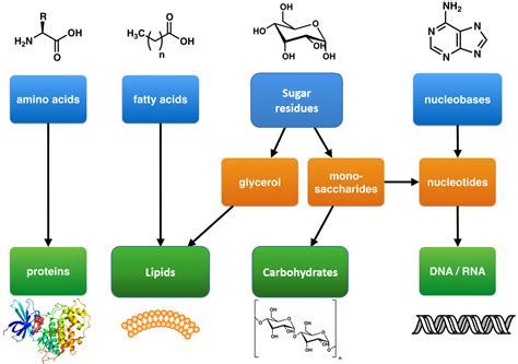 CH103 – Chapter 8: The Major Macromolecules – Chemistry