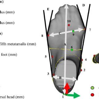 Foot shape measurement posture. | Download Scientific Diagram