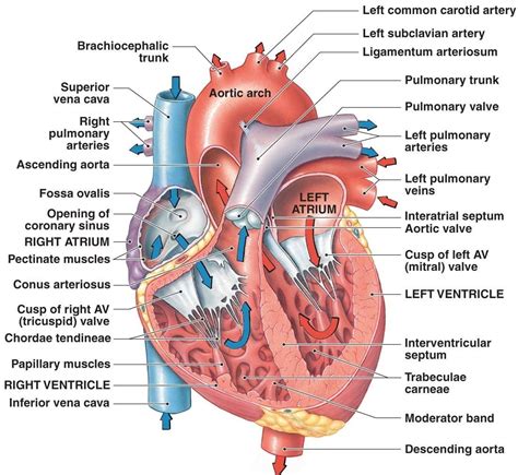 CARDIOVASCULAR SYSTEM