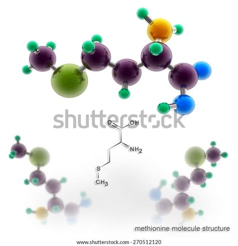 Methionine Molecule Structure Three Dimensional Model Stock ...