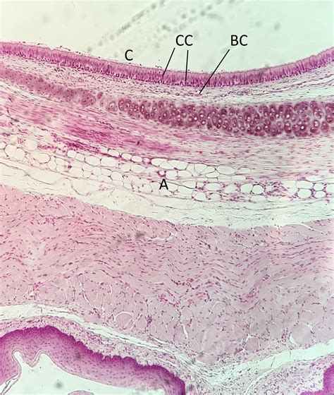 Epithelial Tissue Under Microscope