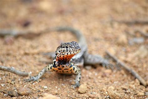 Lava lizard - Galapagos Conservation Trust