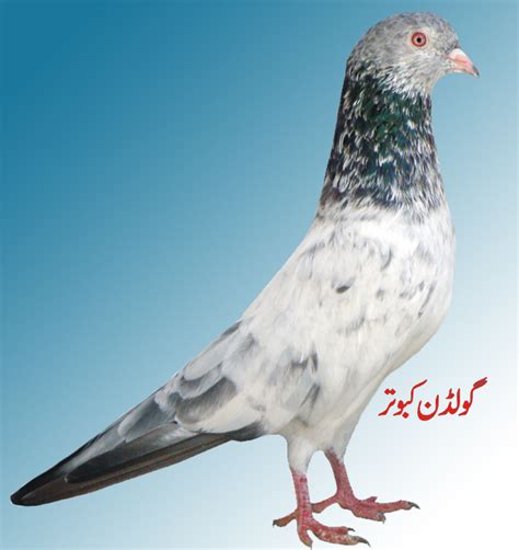 Golden Kabootar ~ Kabotarjaja | Pakistani Pigeons | Pigeons Photos ...