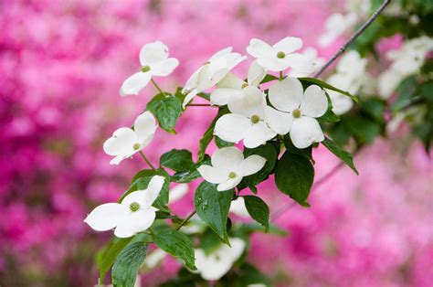 How To Grow And Care For Flowering Dogwood Trees