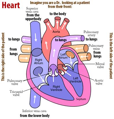 Cardiovascular system review key