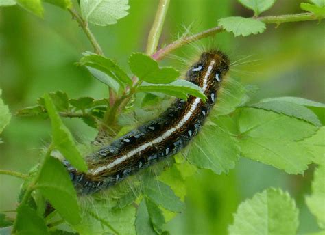 Remember catching these fuzzy caterpillars | Fuzzy caterpillar, Black ...