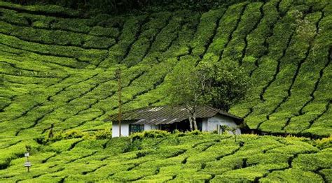 Anamudi Peak (Munnar) - 2021 All You Need to Know Before You Go (with ...