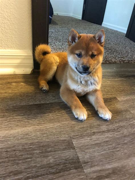 Shiba Inu Puppies For Sale | Henderson, NV #330447