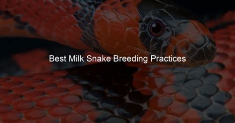 Best Milk Snake Breeding Practices - My Milk Pet