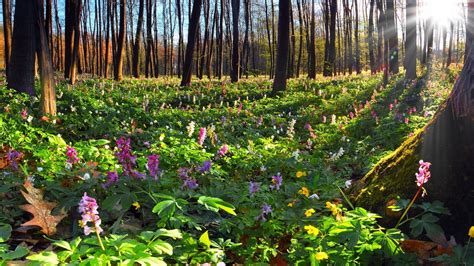 Lots Of Flowers In The Forest wallpaper | nature and landscape ...