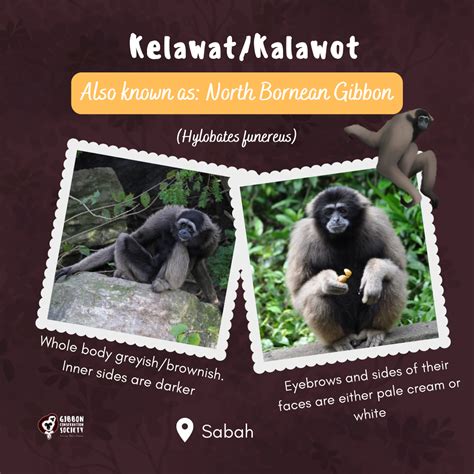 Gibbons – Malaysia’s Endangered Singing Apes – Gibbon Conservation Society