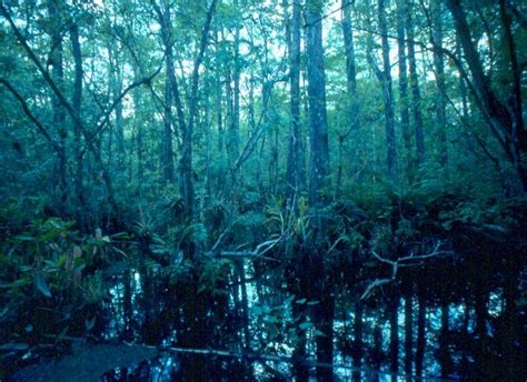 Swamp Tour | Biomes, Aquatic biome, Cypress swamp